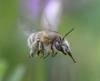 Anthophora salviae